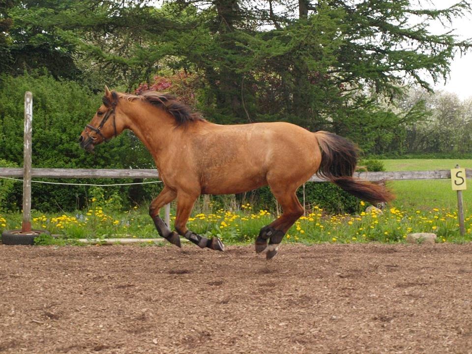 Anden særlig race - Goldie *Golle* billede 15