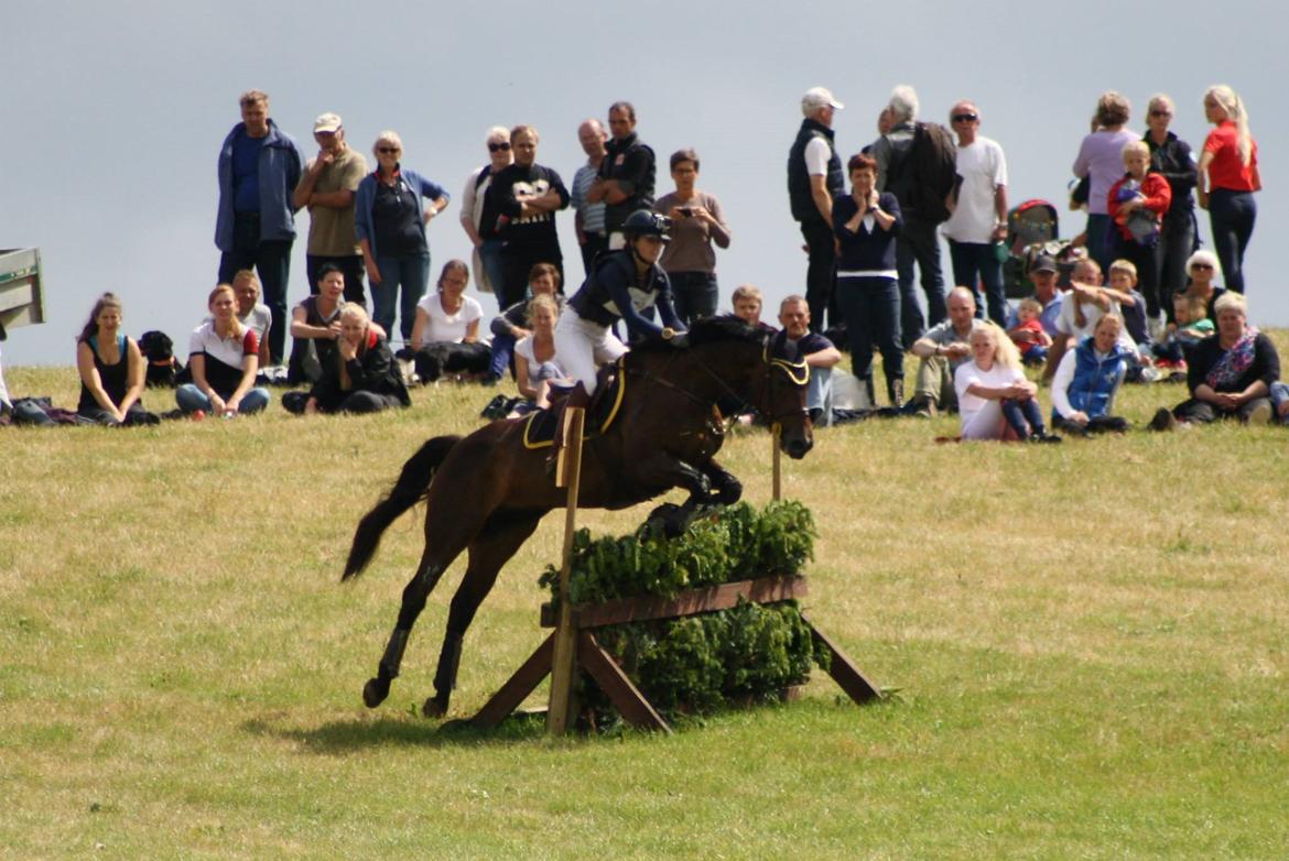Dansk Varmblod Fyrstinde Temptation S.G. - DM HOLD 2014 - cnc100 - Veloplagt hæk + god opbakning i baggrunden ;) billede 4