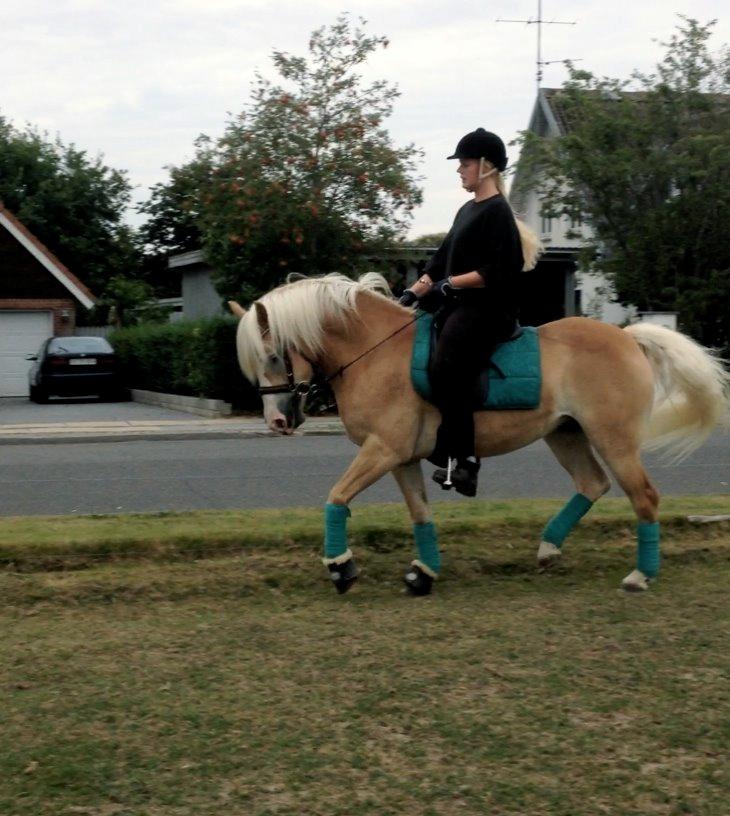 Haflinger Leris billede 2