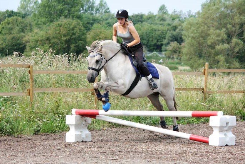 Fjordhest HESSELBERGS HELIOS - spring d. 10/08-14 foto MBA billede 2