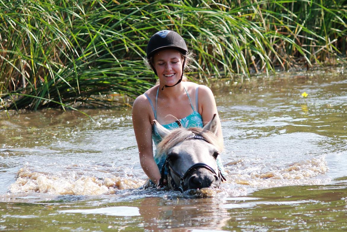 Fjordhest HESSELBERGS HELIOS billede 3