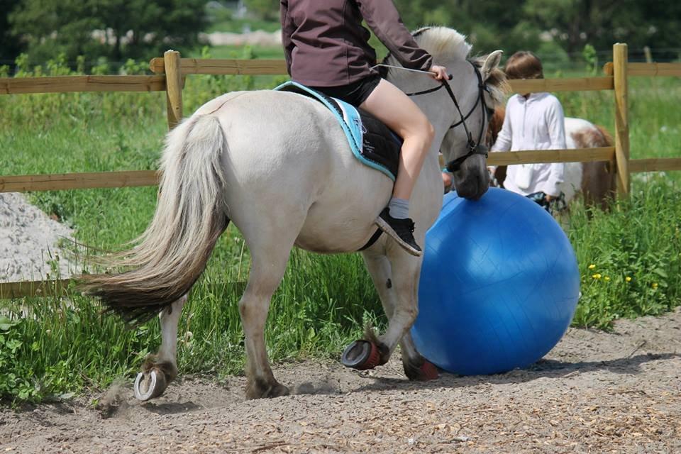 Fjordhest HESSELBERGS HELIOS - første gang vi traver med fodbolden foto: Mathilde billede 4