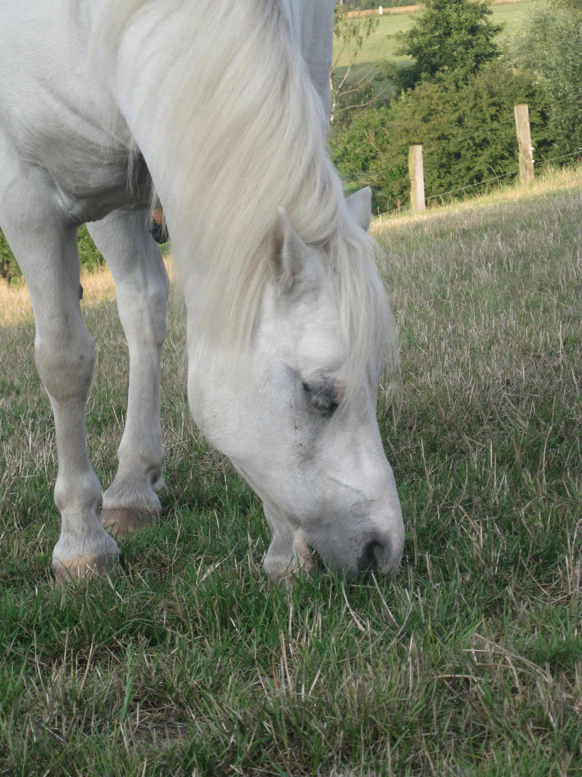 Welsh Mountain (sec A) Dr. Bombay - En Dejlig Pony, På En Dejlig Græsfold. c: billede 2