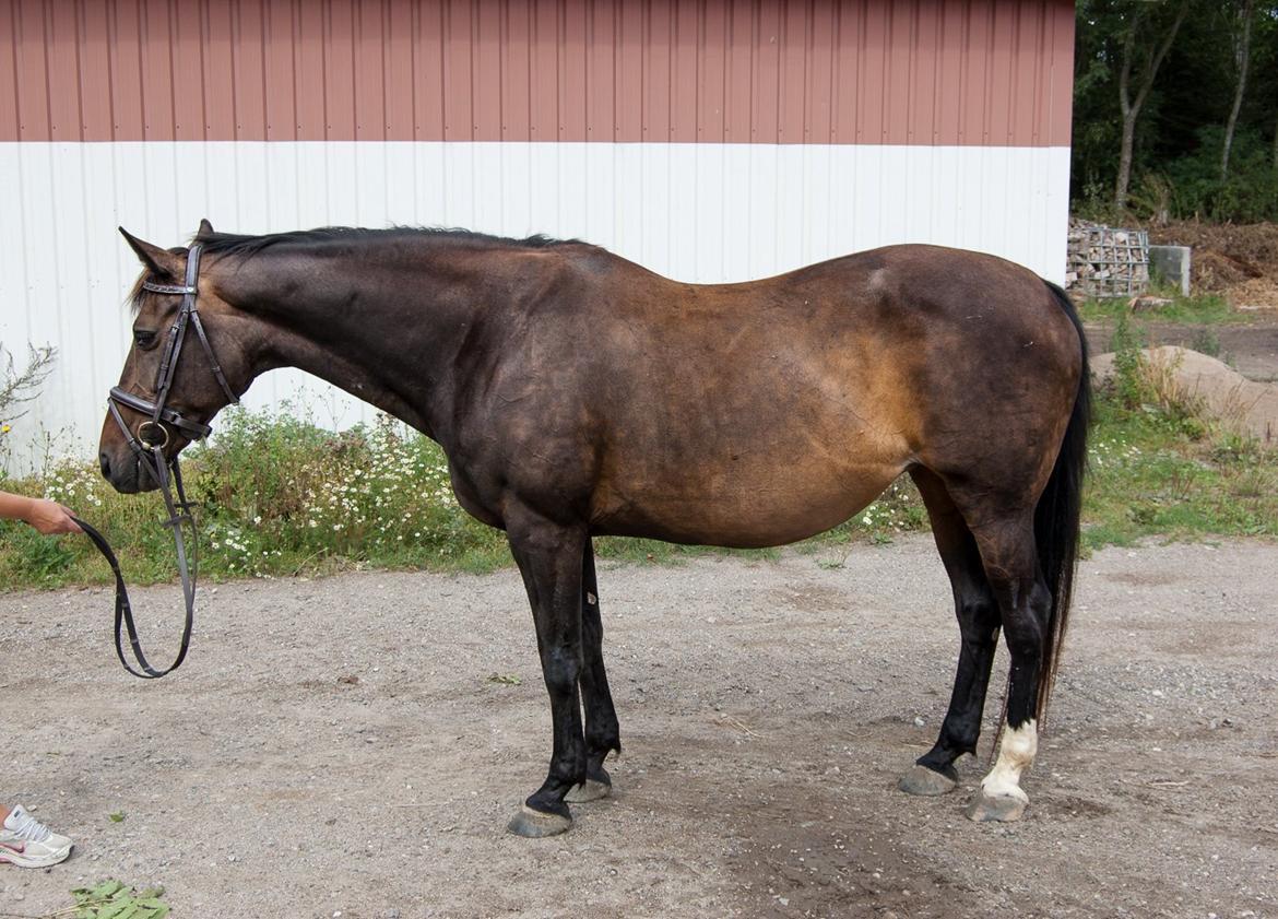 Dansk Varmblod Nygaards Michado billede 30