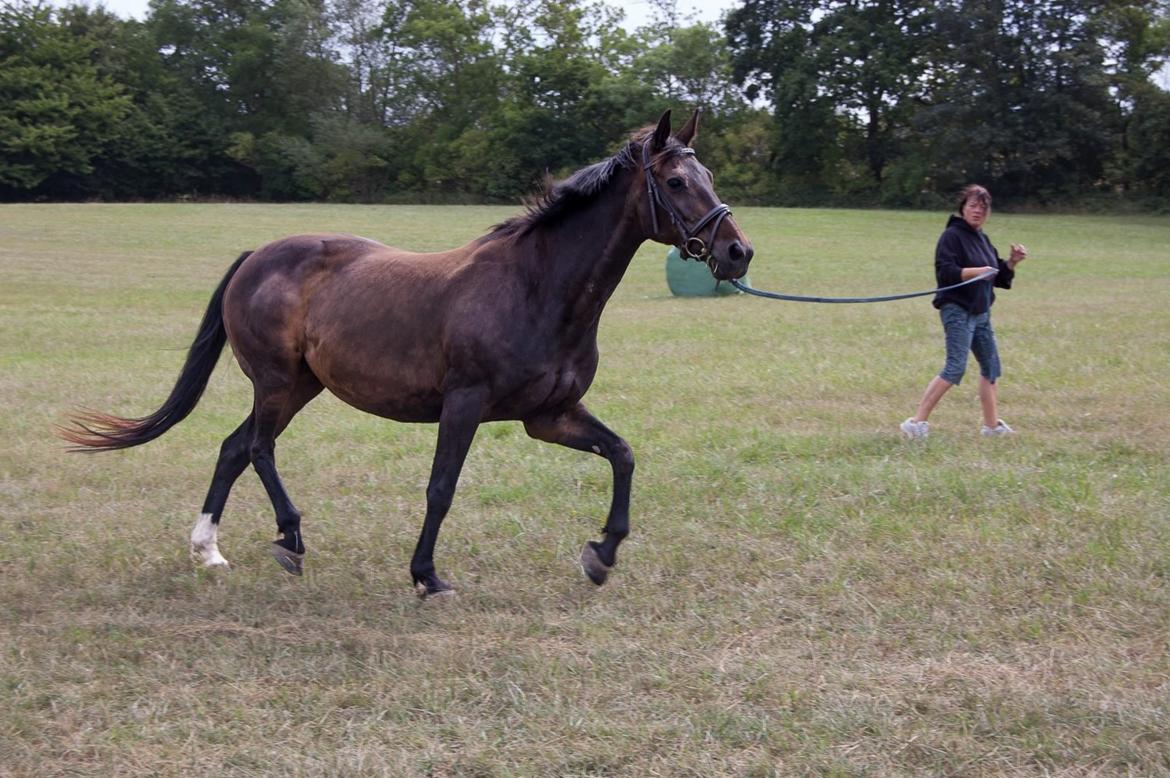 Dansk Varmblod Nygaards Michado billede 8