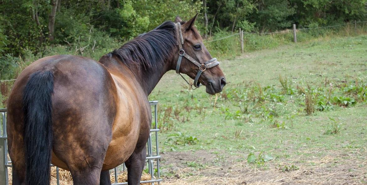 Dansk Varmblod Nygaards Michado billede 16