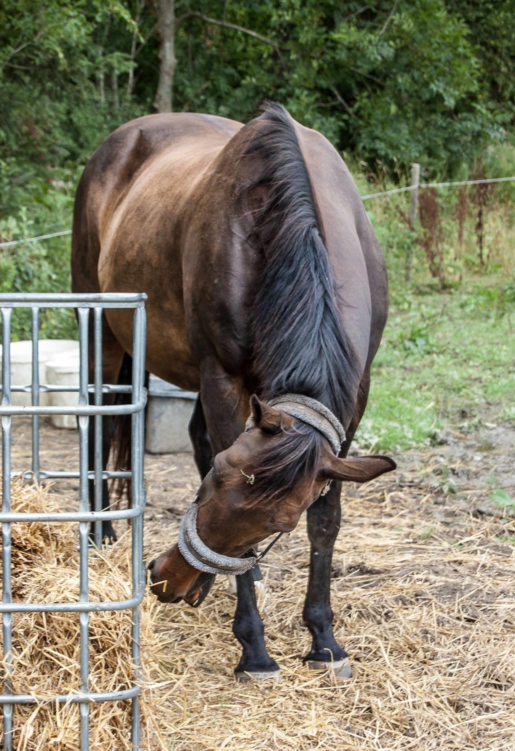 Dansk Varmblod Nygaards Michado billede 21