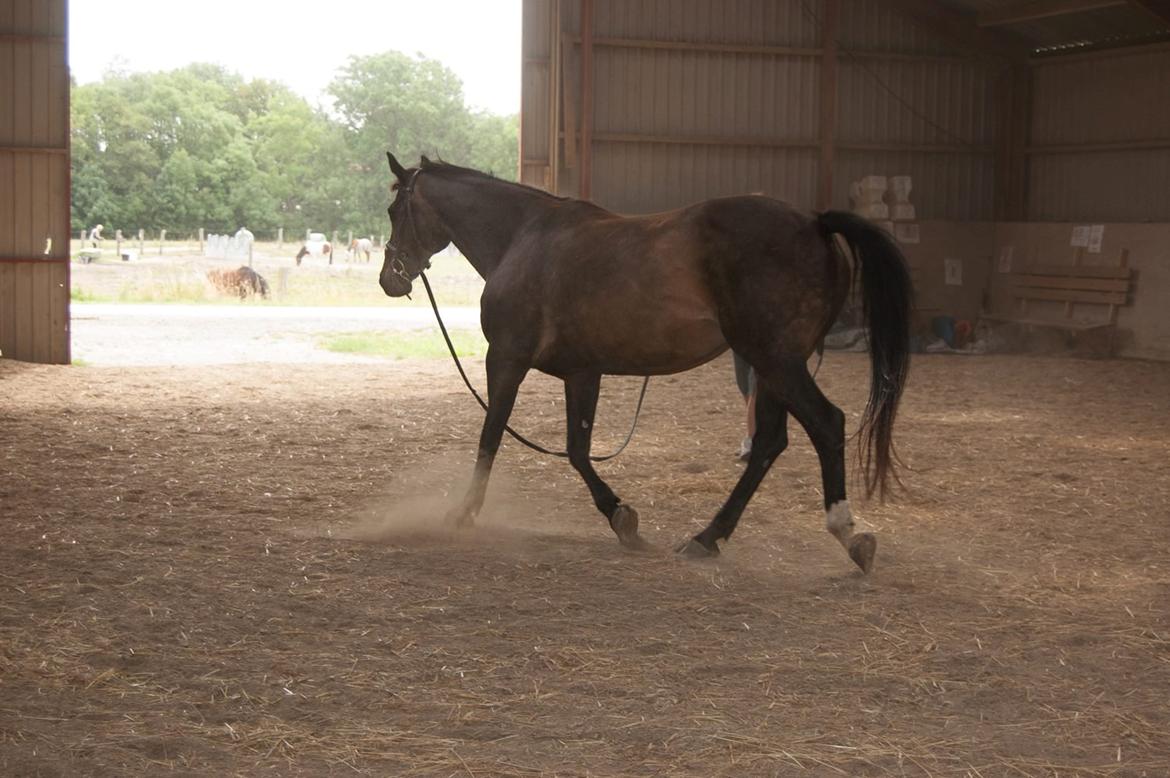 Dansk Varmblod Nygaards Michado billede 37