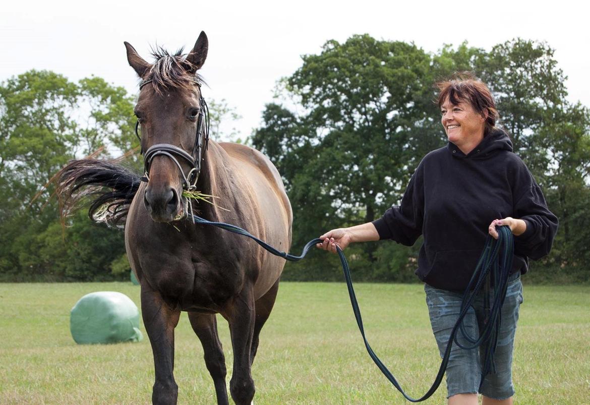 Dansk Varmblod Nygaards Michado billede 27
