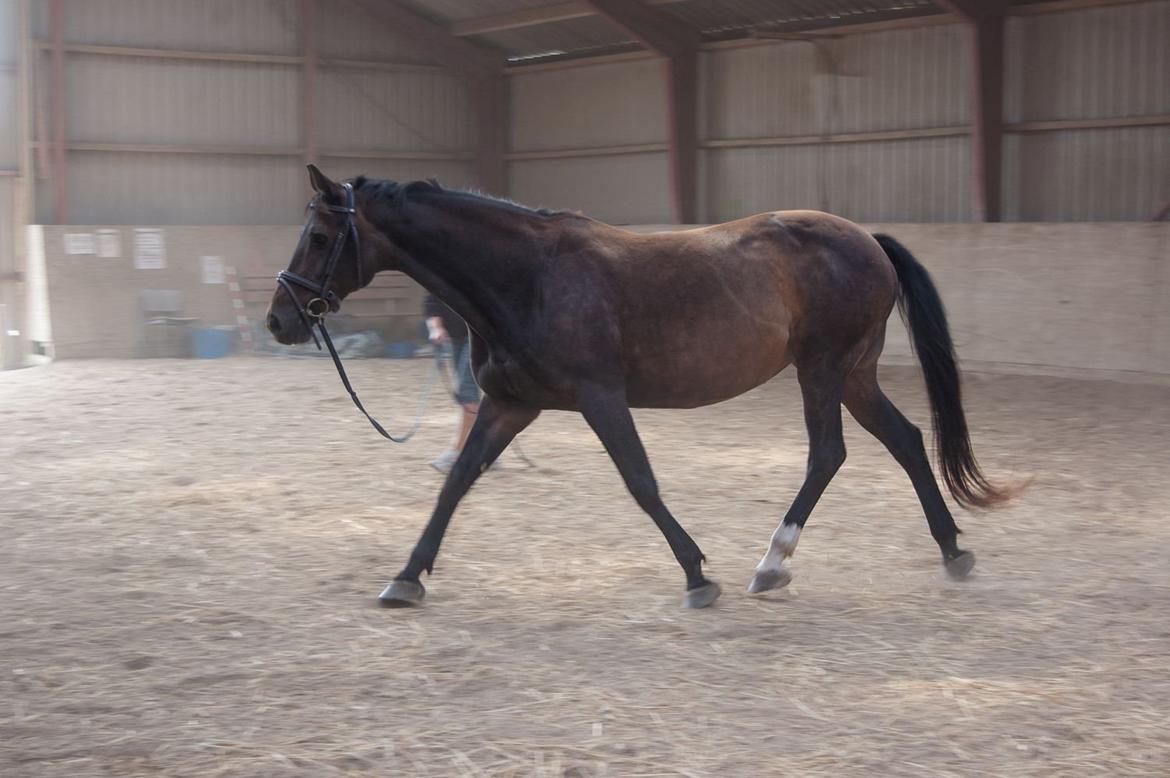 Dansk Varmblod Nygaards Michado billede 24