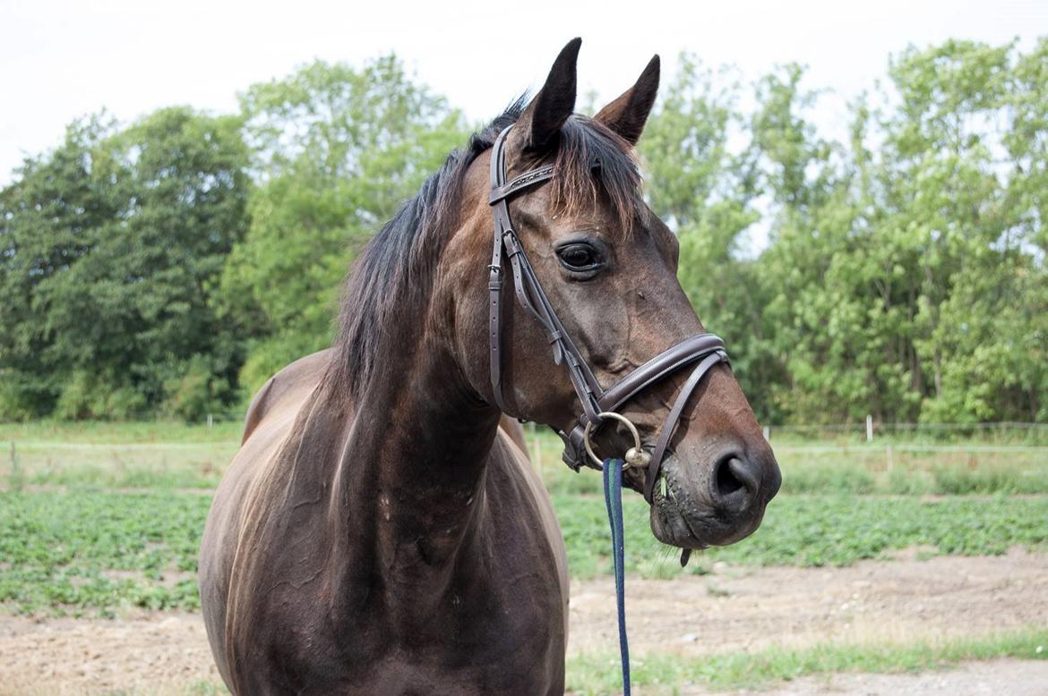 Dansk Varmblod Nygaards Michado billede 3