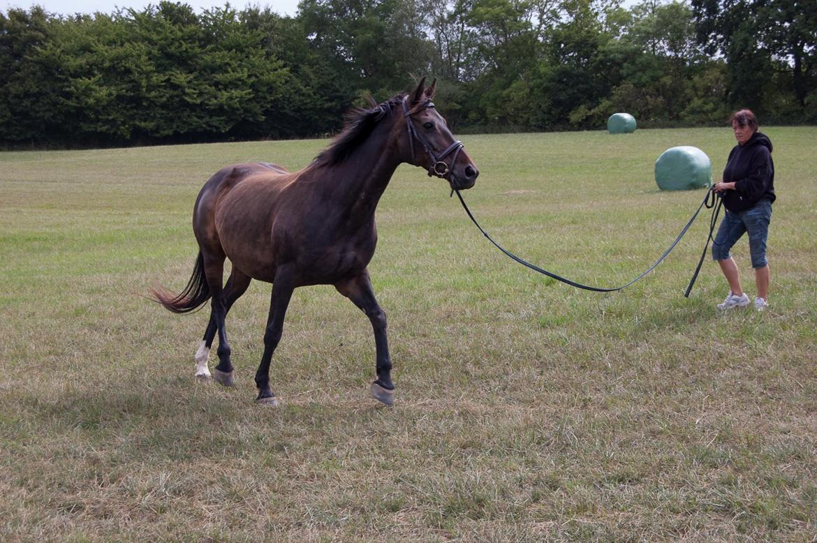 Dansk Varmblod Nygaards Michado billede 23