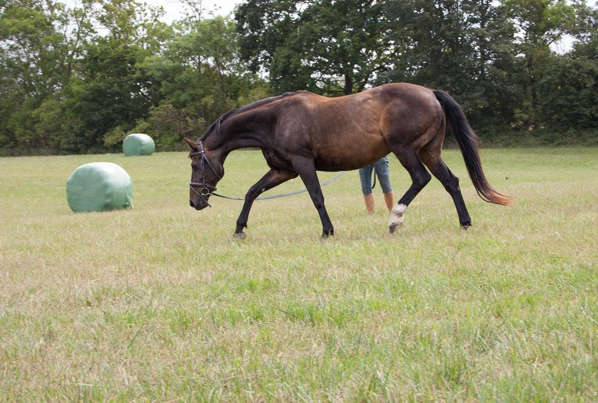 Dansk Varmblod Nygaards Michado billede 12