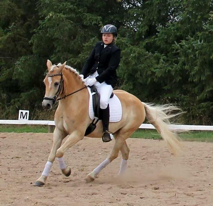 Haflinger Ålebækgård Winaro - SKÆR LC2 5. plads 1. uplaceret billede 22