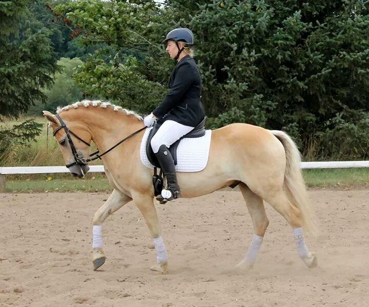 Haflinger Ålebækgård Winaro - SKÆR LC2 5. plads 1. uplaceret billede 23