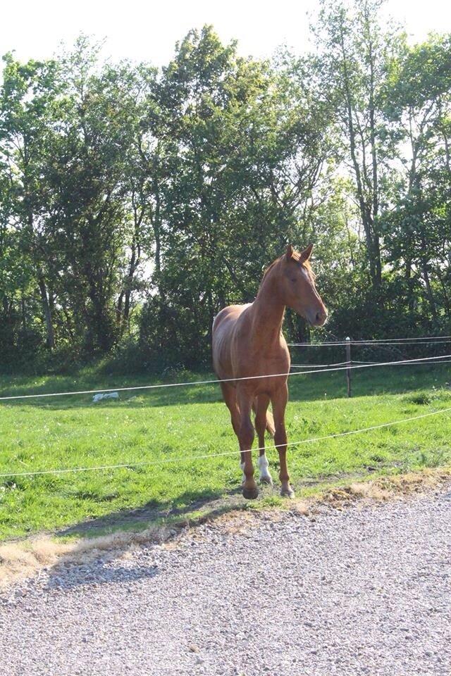 Anden særlig race Rocket billede 2