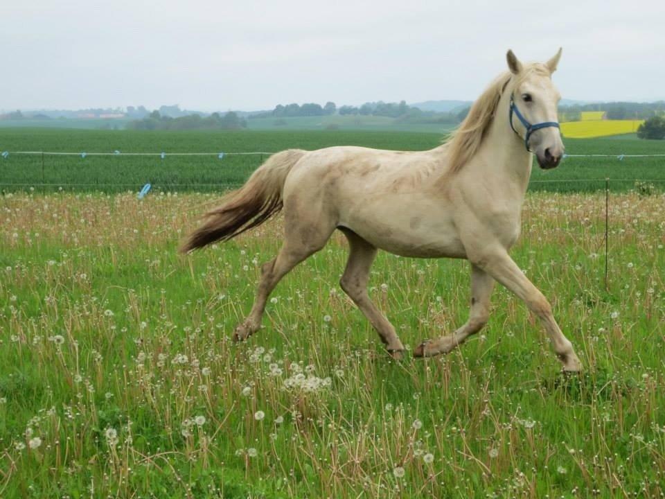Palomino MiTho`s Diablo Blanco billede 38