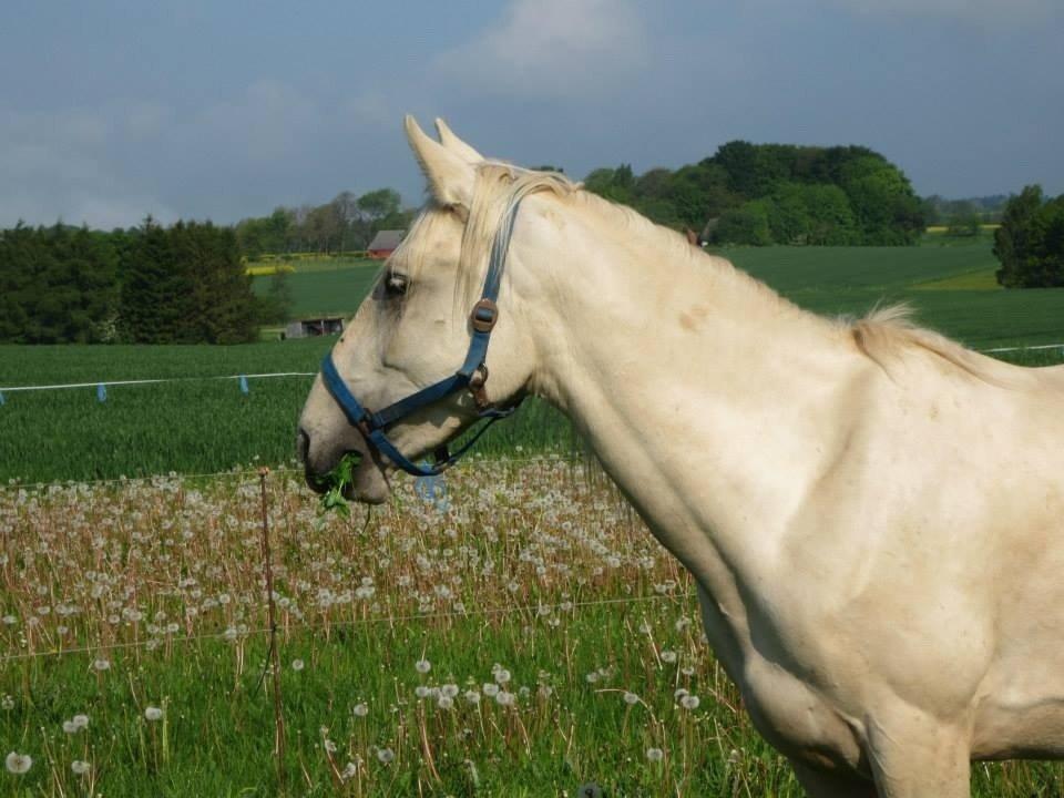 Palomino MiTho`s Diablo Blanco billede 40