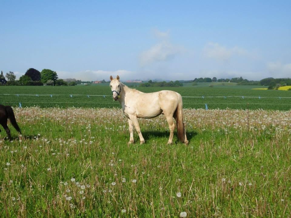 Palomino MiTho`s Diablo Blanco billede 39