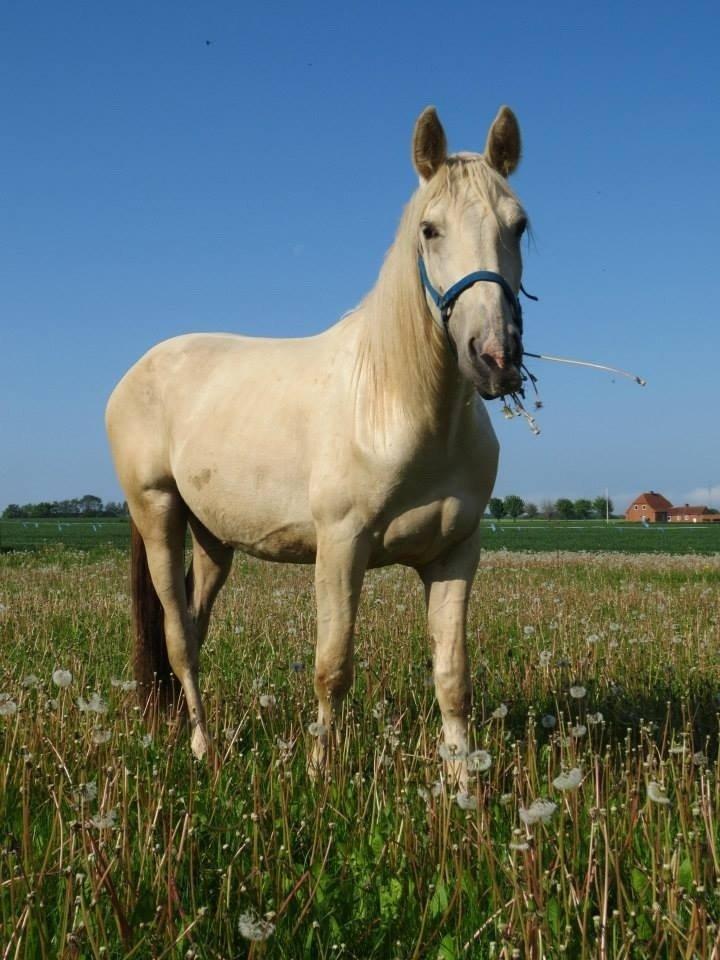 Palomino MiTho`s Diablo Blanco billede 41