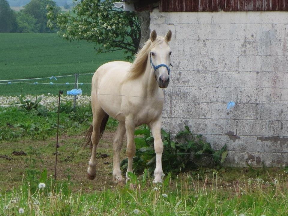 Palomino MiTho`s Diablo Blanco billede 42