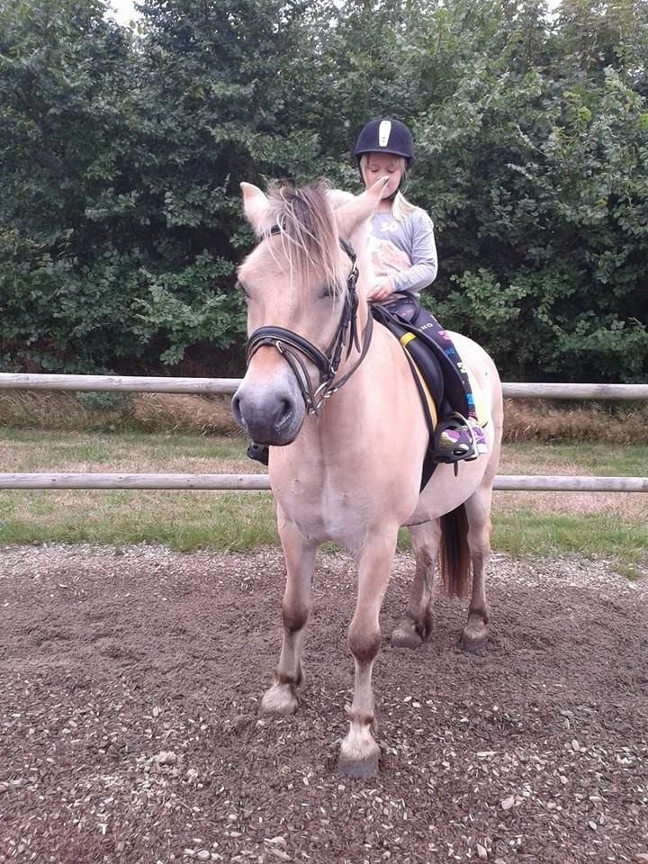 Fjordhest haxholm`s Valentino billede 20