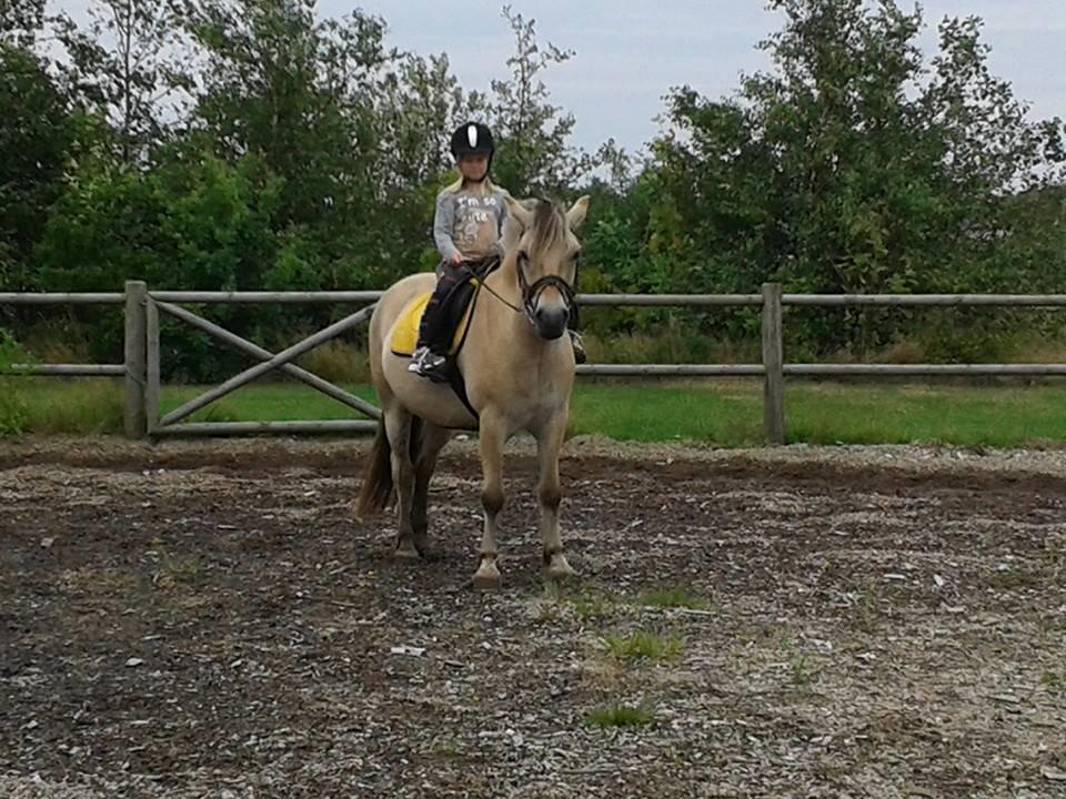 Fjordhest haxholm`s Valentino billede 21