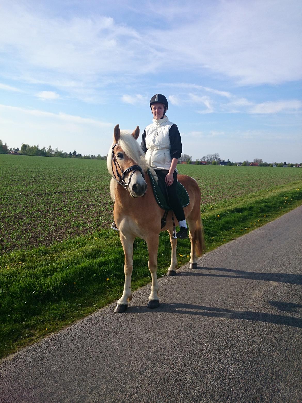 Tyroler Haflinger Ice Røgtergaard billede 2