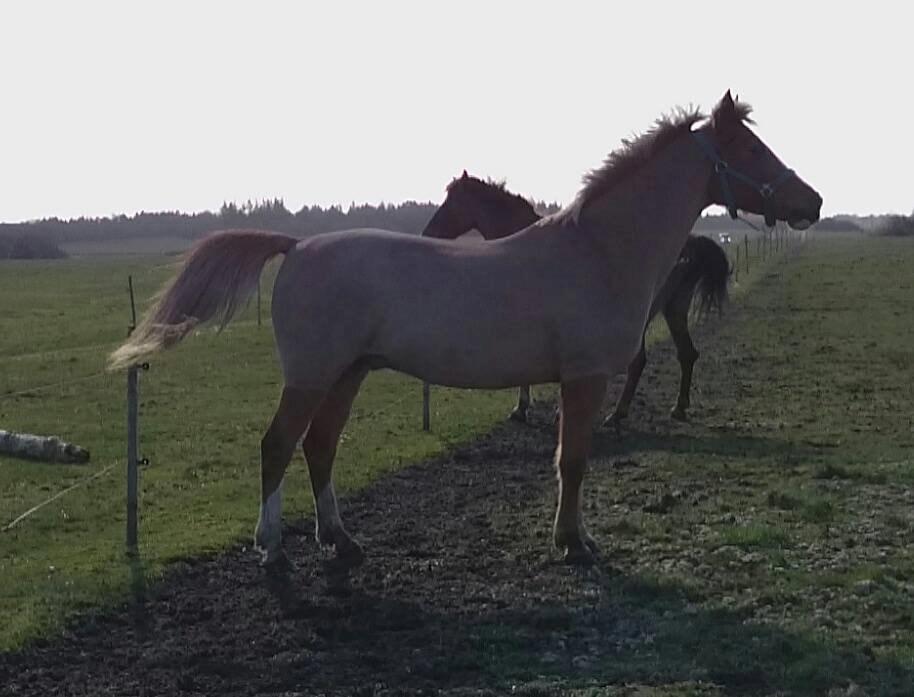 Anden særlig race Birkelund´s Massey - Ny klippet lille hest billede 7