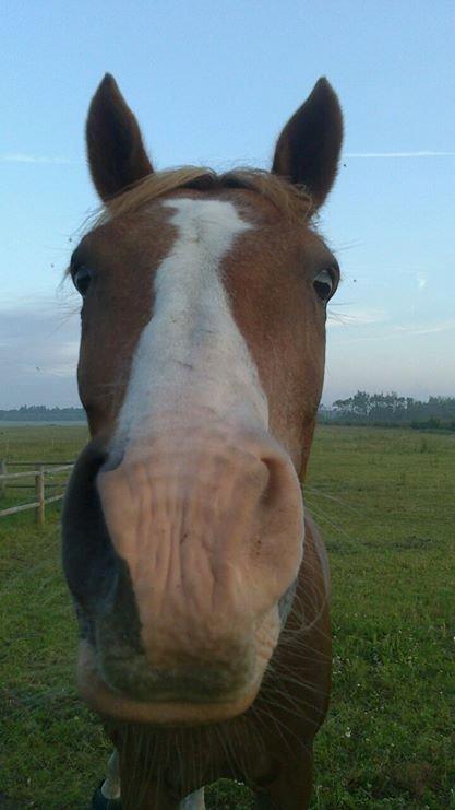 Anden særlig race Birkelund´s Massey - uhm kan det spises billede 6
