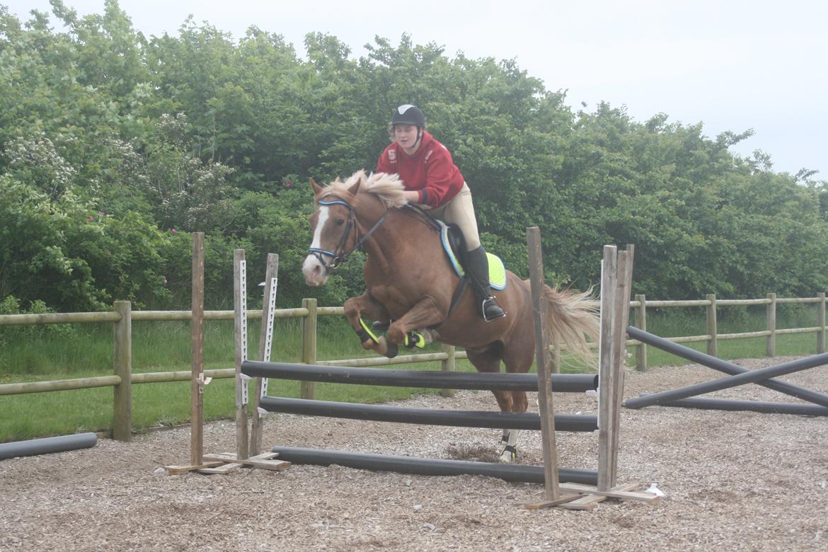 Anden særlig race Birkelund´s Massey - min stjerne hyp billede 10