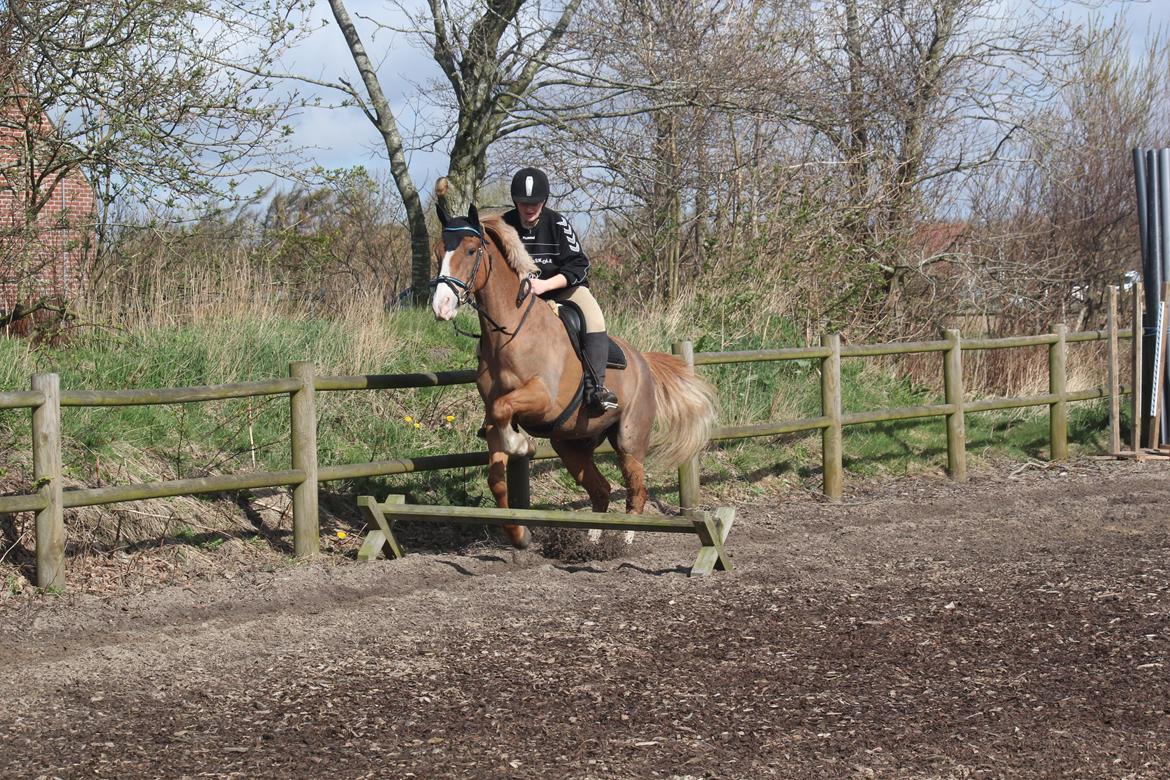 Anden særlig race Birkelund´s Massey - synes bestemt dette var til at overkomme billede 8