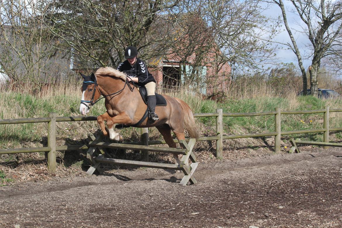 Anden særlig race Birkelund´s Massey - synes dette var højt billede 9