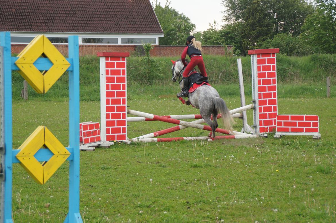 Welsh Pony (sec B) Kirkelodgaards Montana  billede 20