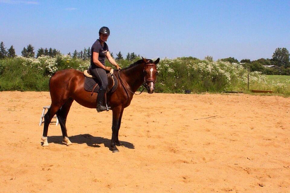 Dansk Varmblod Svenne Banan "Bønne" billede 8
