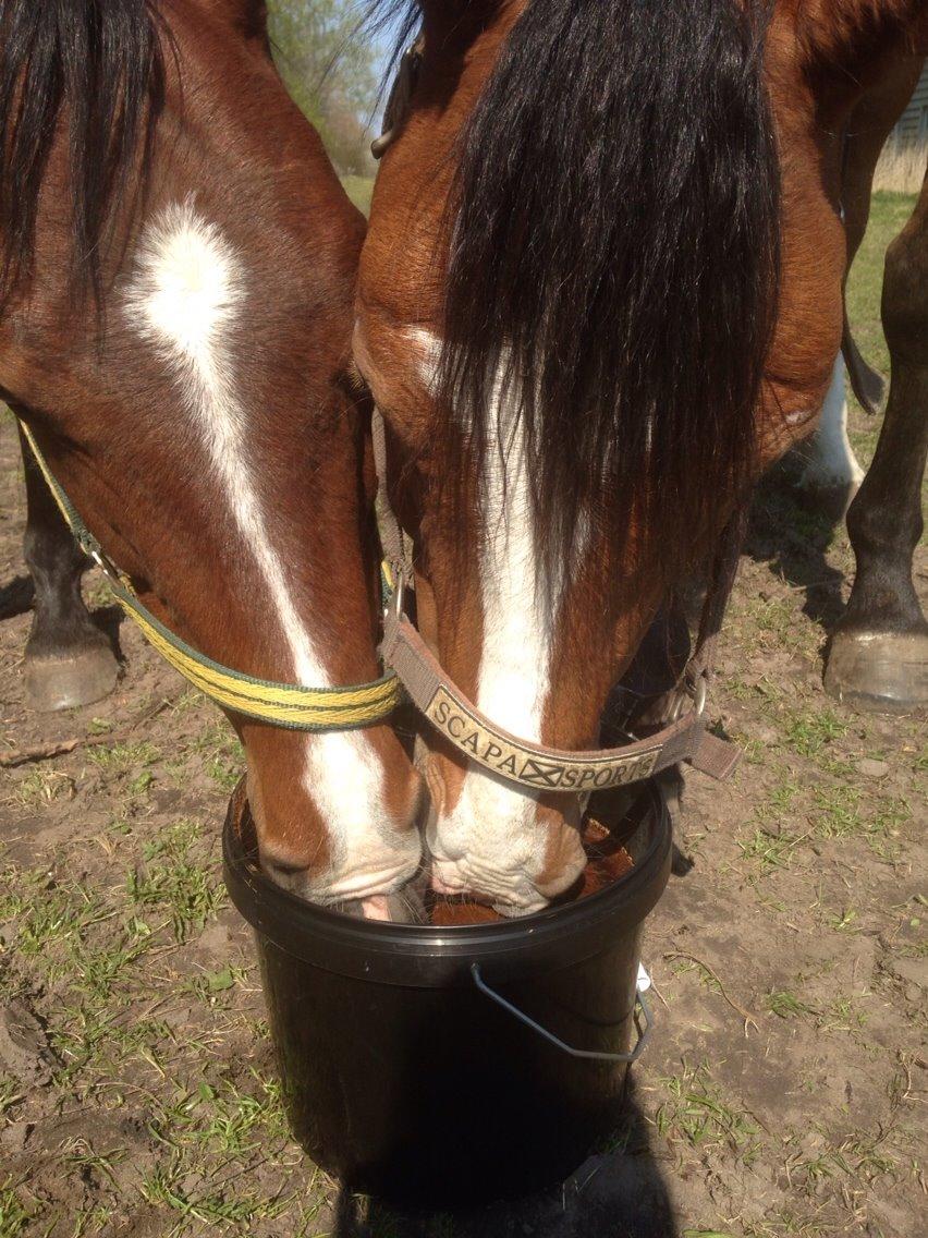 Dansk Varmblod Svenne Banan "Bønne" billede 9