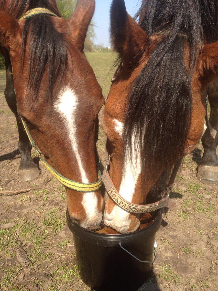 Dansk Varmblod Svenne Banan "Bønne" billede 10