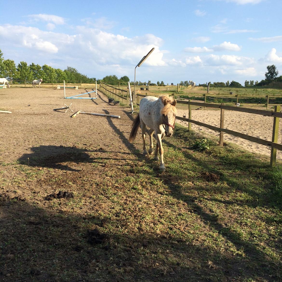 Knabstrupper Hidalgo | Stjerneponyen (tidl. part) billede 8