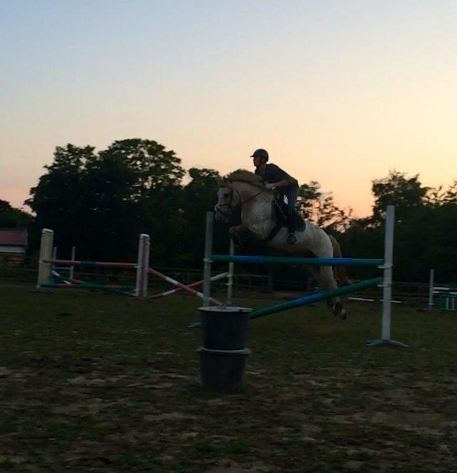 Knabstrupper Hidalgo | Stjerneponyen (tidl. part) billede 3