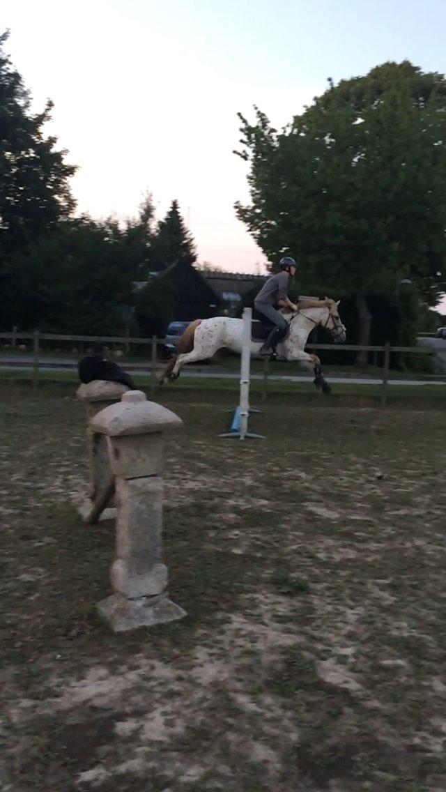 Knabstrupper Hidalgo | Stjerneponyen (tidl. part) billede 9