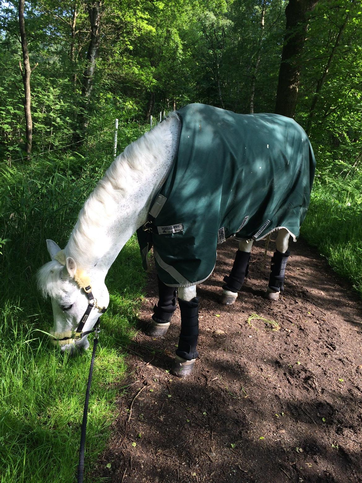 Connemara Hesselholt's Casano B-pony - landsstævne <3  billede 14