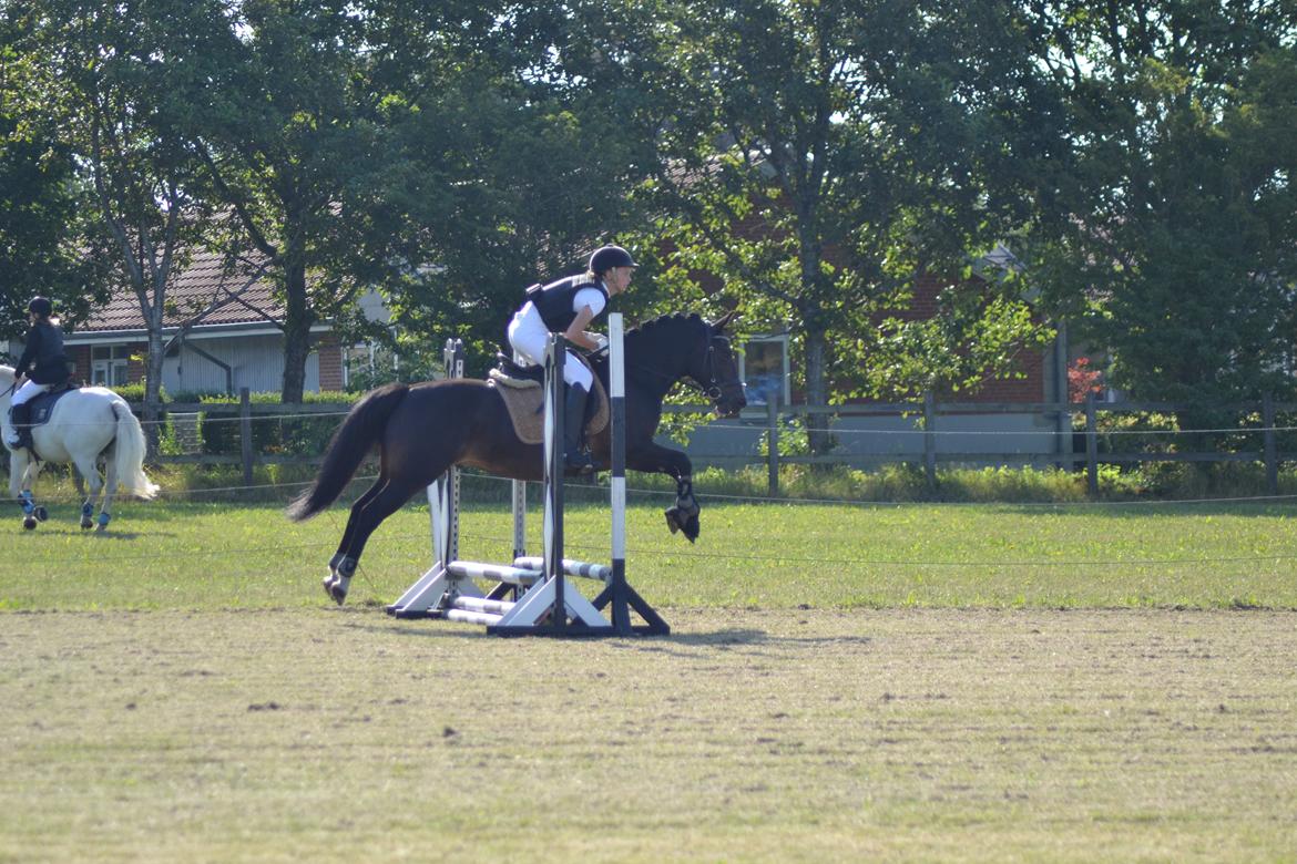 New Forest Krondalens Dropan billede 13