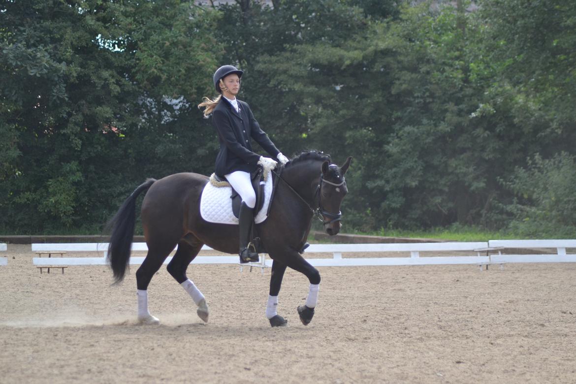 New Forest Krondalens Dropan billede 17