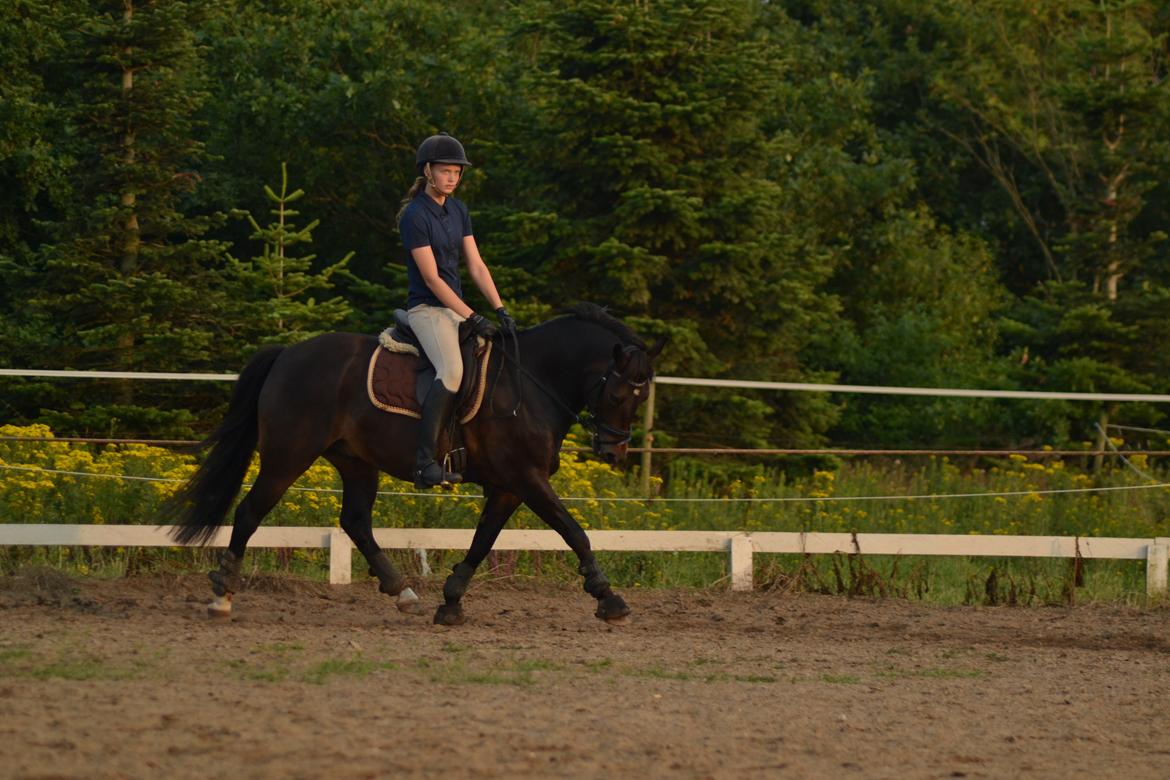 New Forest Krondalens Dropan billede 19