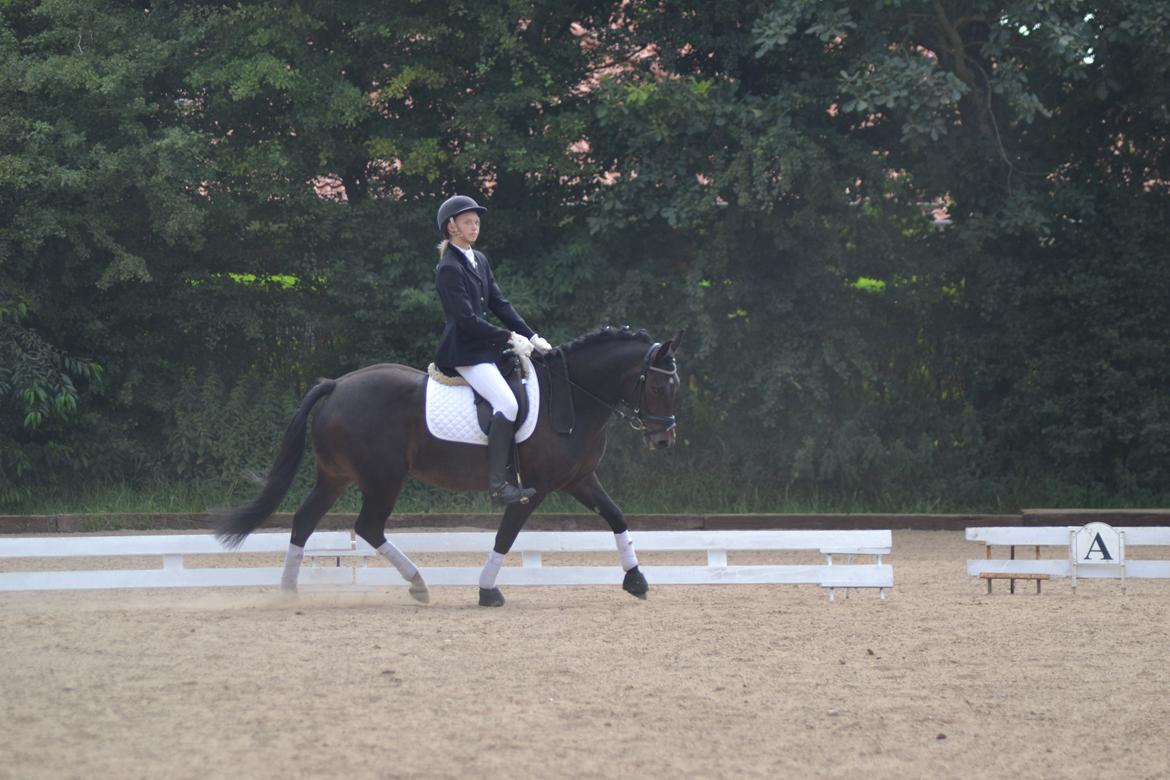 New Forest Krondalens Dropan billede 20