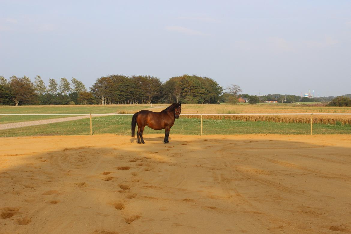 Anden særlig race Berta - Berta posere for kameraet billede 3