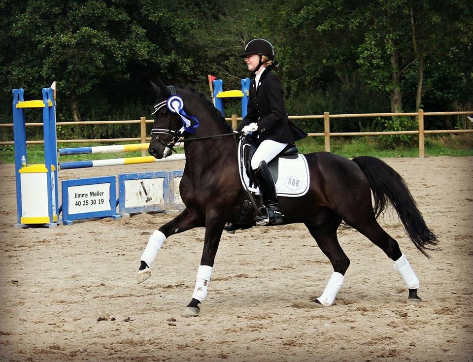 Tysk Sportspony VICTORY A-pony SOLGT - Horseworld Cup 2014 - Nr. 2 billede 5