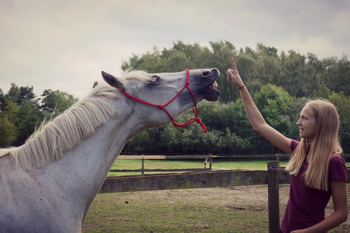 Anden særlig race Laura *Lånehest - Smiiiiil! Foto: "Kathrine&Stjarni - Nu med Laika". billede 13