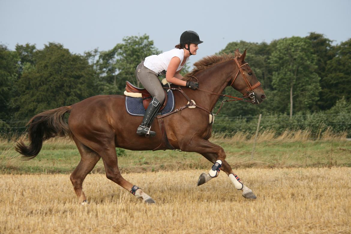 Anden særlig race Archellius - Skøn galop tur - august 2014 billede 1