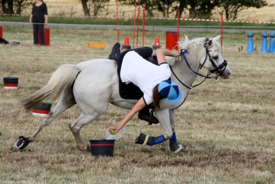 Welsh Pony (sec B) SKOVBJERGS BLAI - DM INDIV 2014 billede 1